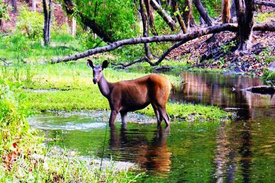 Bandhavgarh National Park – Madhya Pradesh