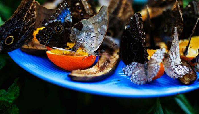 Butterfly Conservatory