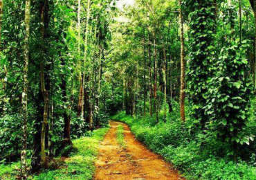 Wayanad – Visit A Coffee Plantation