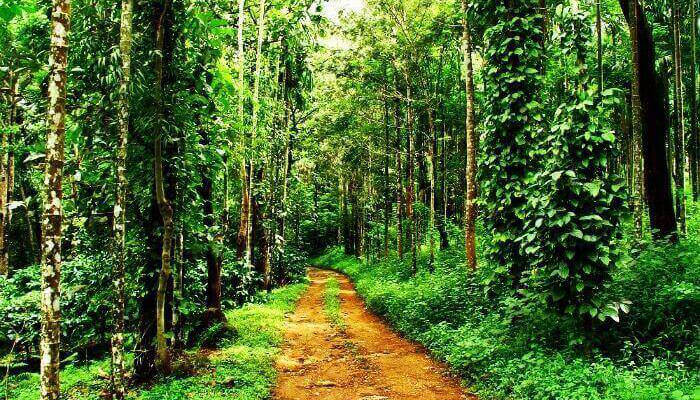 Wayanad – Visit A Coffee Plantation