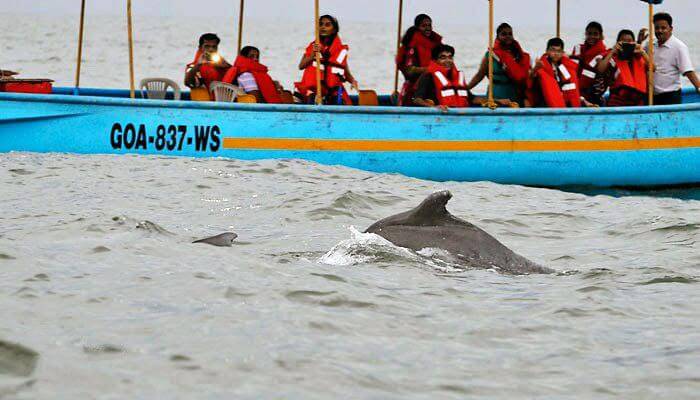 Sinquerim – Play With The Dolphins