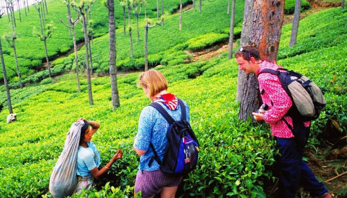 Tea Tasting