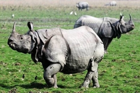 Kaziranga National Park – Assam