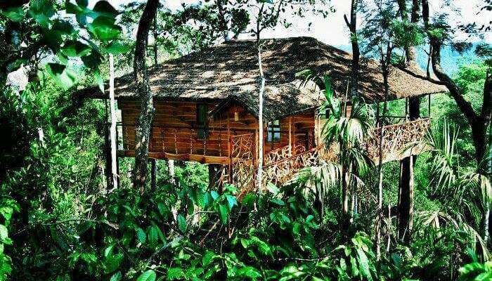 Wayanad – Stay In A Treehouse