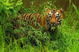 Tadoba – Maharashtra