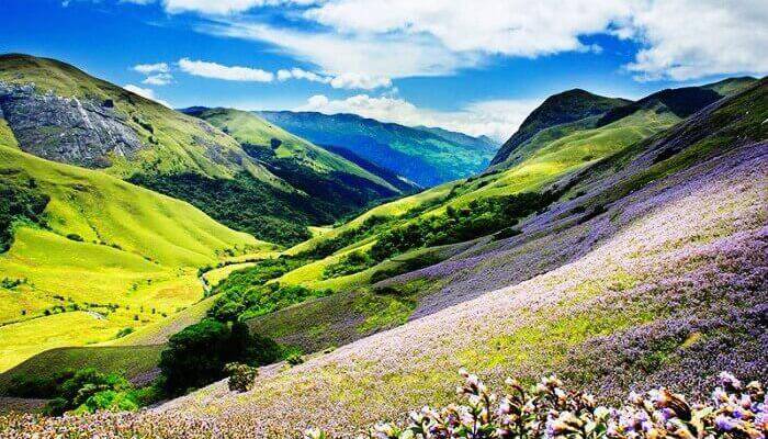 Munnar – Watch The Neelakurinji Bloom