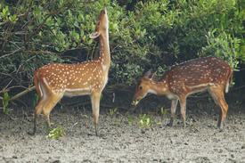 Bhitarkanika National Park – Odisha