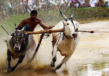 Malappuram – Take Part In Bullock Race