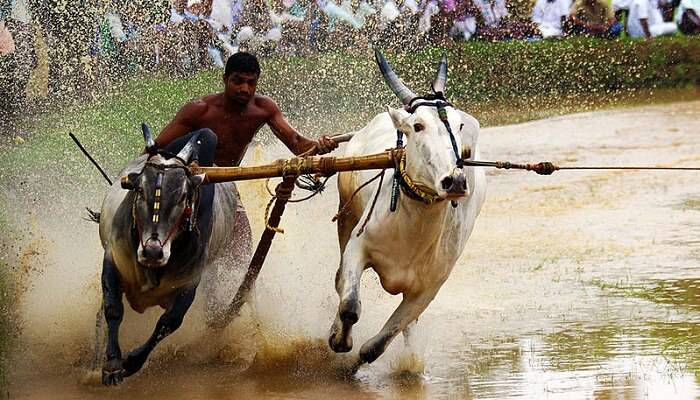 Malappuram – Take Part In Bullock Race