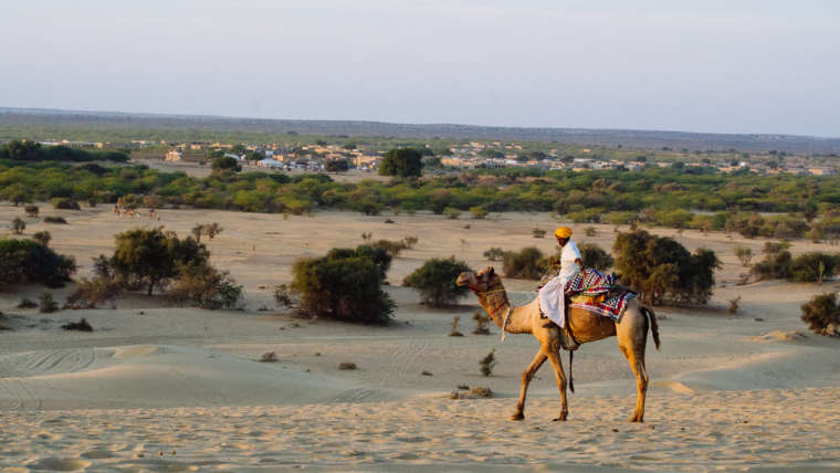 Camel Safari