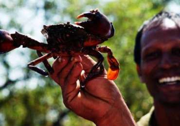 Goan Backwaters – Go Crab Catching