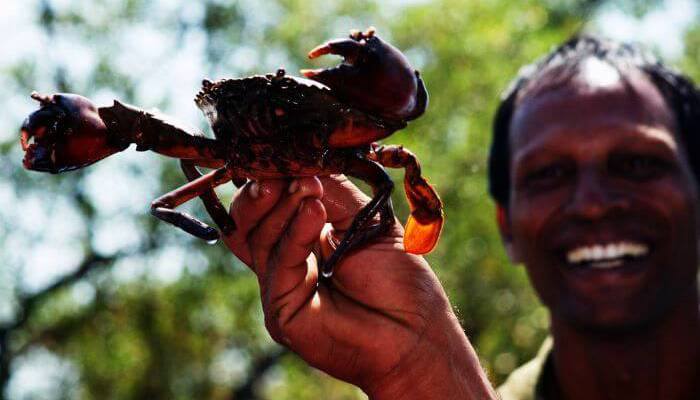 Goan Backwaters – Go Crab Catching
