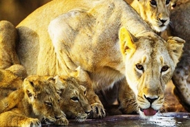 Gir National Park – Gujarat