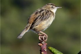 Bird Watching – Horton Plains Park