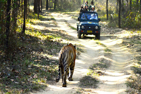 Manas National Park – Assam
