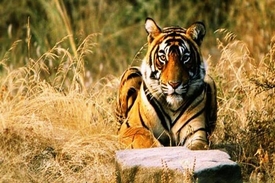 Ranthambore National Park – Rajasthan