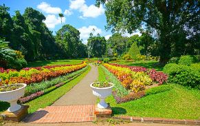 Explore Royal Botanical Garden Peradeniya