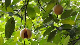 Spice Garden in Matale