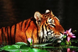 Sunderbans National Park – West Bengal