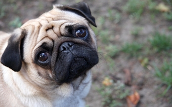 animal-welfare animal welfare