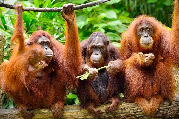 Best of Borneo Incentive Tour