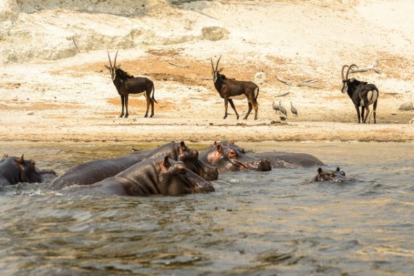 Botswana & Zimbabwe Safari Incentive Tour