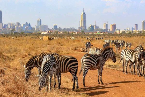 Highlights of Kenya Incentive Tour