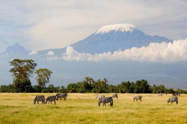Mt Kilimanjaro Climb Incentive Tour