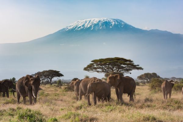 Tanzania Wildlife Breakaway Incentive Tour