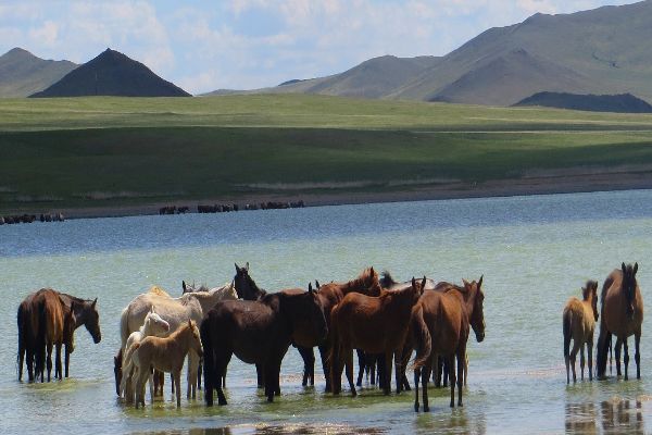 Tour of Mongolia Incentive Tour