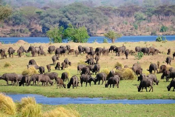 Zimbabwe The Best Safari Experience Incentive Tour