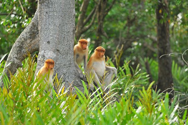 Highlights of Brunei Darussalam Incentive Tour