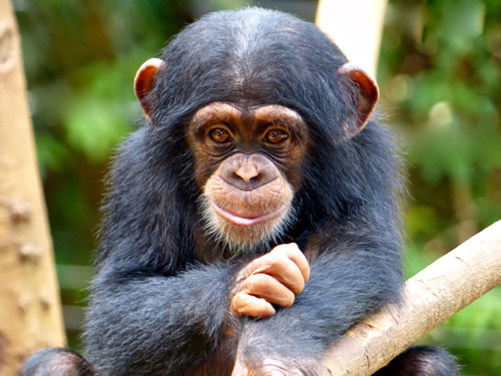 Baby chimp Source Tacugama Chimpanzee Sanctuary
